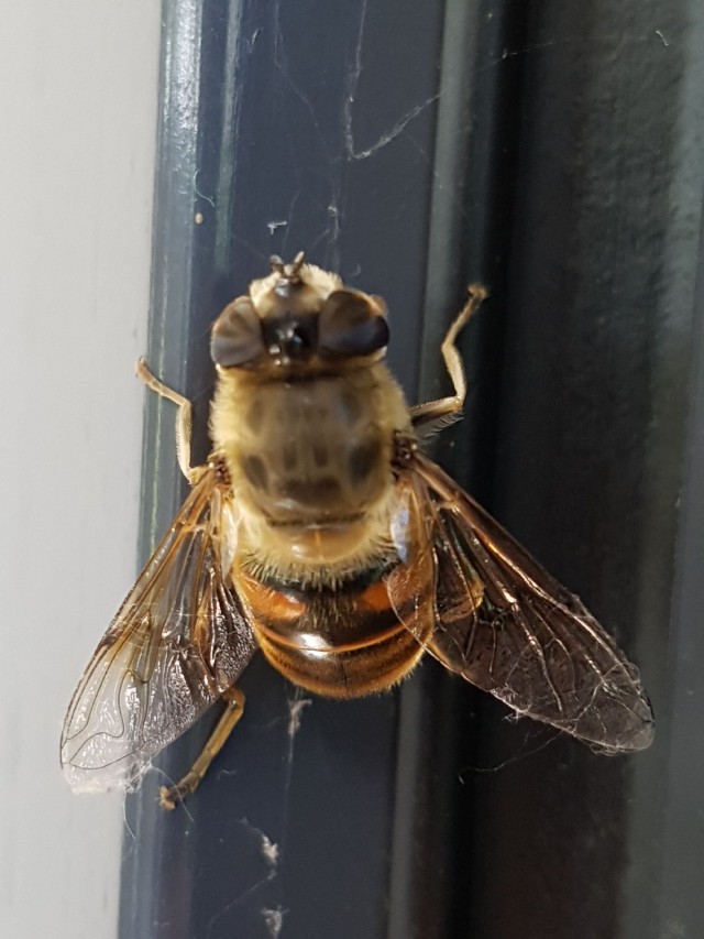 Eristalis tenax femmina(Syrphidae)